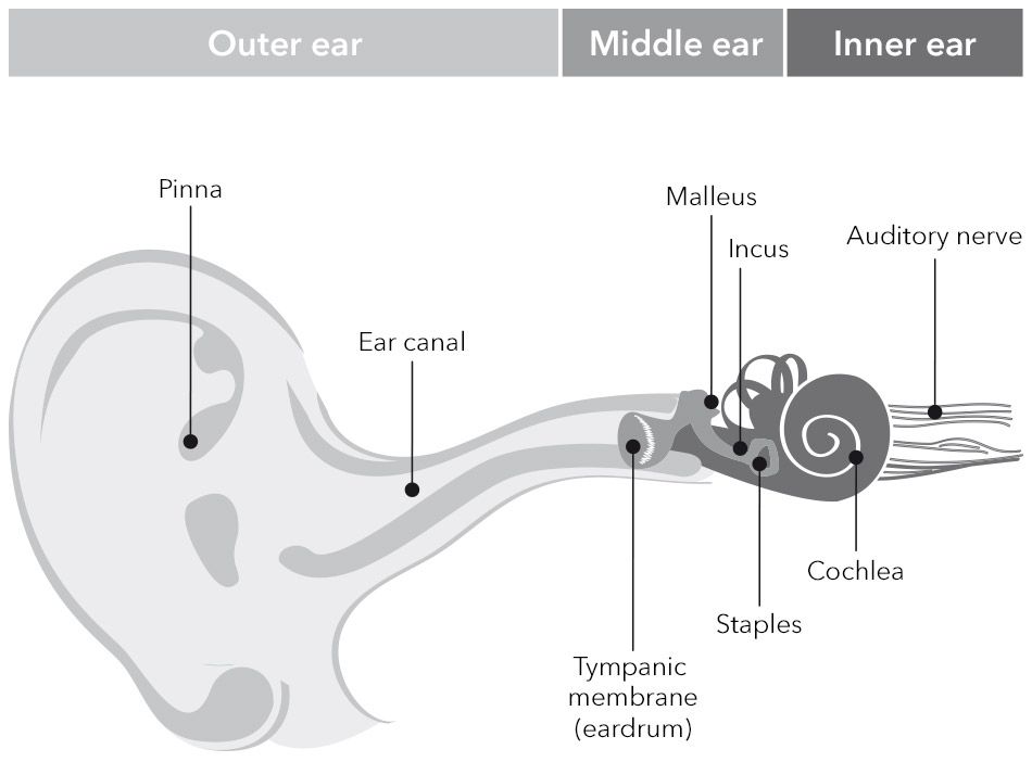 ear-graphic